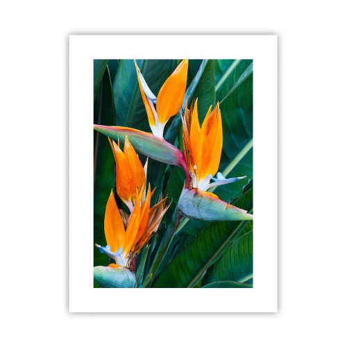 Affiche - Poster - Est-ce une fleur, est-ce un oiseaux? - 30x40 cm
