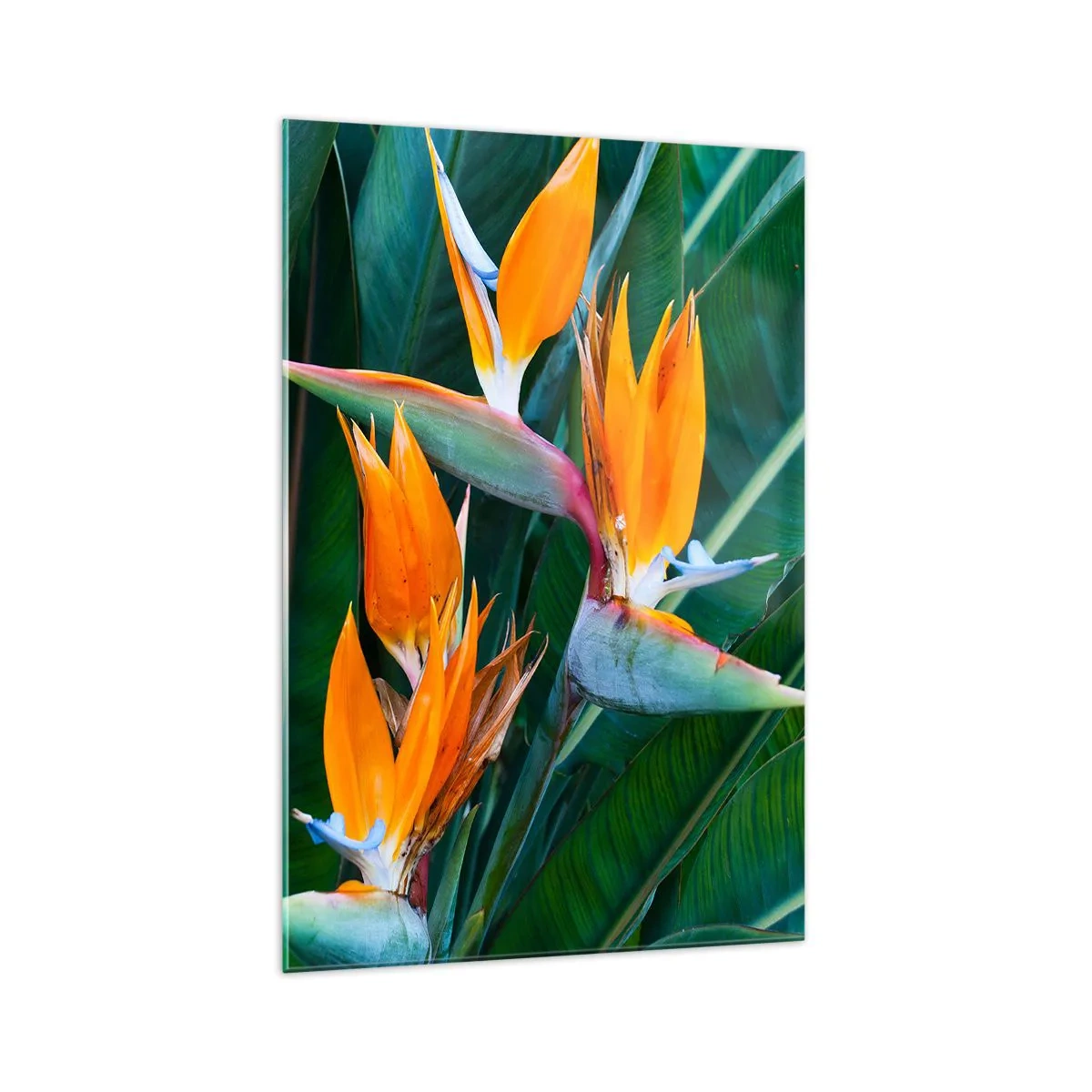 Impression sur verre - Image sur verre - Fleurs de strelitzia exotiques entourées de feuilles vertes - 70x100cm - Est-ce une fleur, est-ce un oiseaux? - Décoration murale moderne pour le salon et la chambre ARTTOR