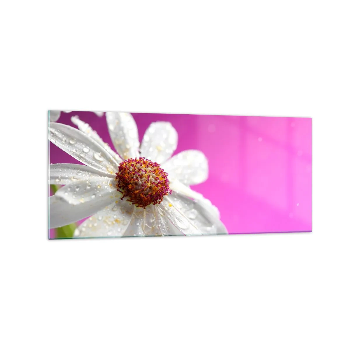 Impression sur verre - Image sur verre - Une marguerite blanche recouverte de gouttes d'eau sur un fond rose - 120x50cm - Modeste dans sa beauté - Décoration murale moderne pour le salon et la chambre ARTTOR