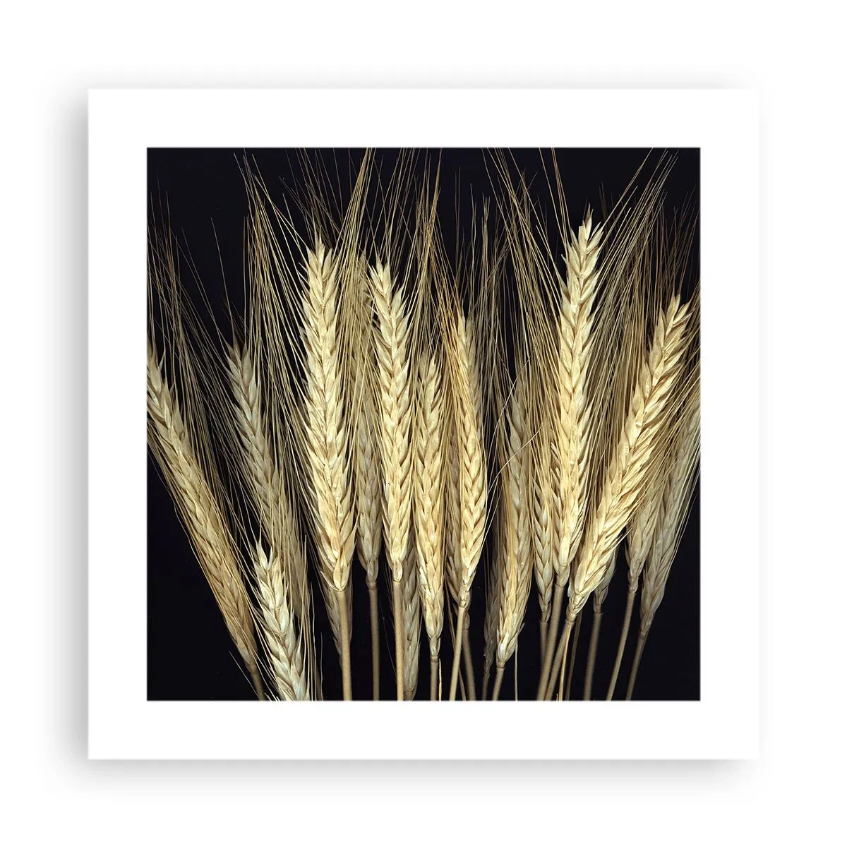 Affiche - Poster - Magie rustique - 40x40 cm