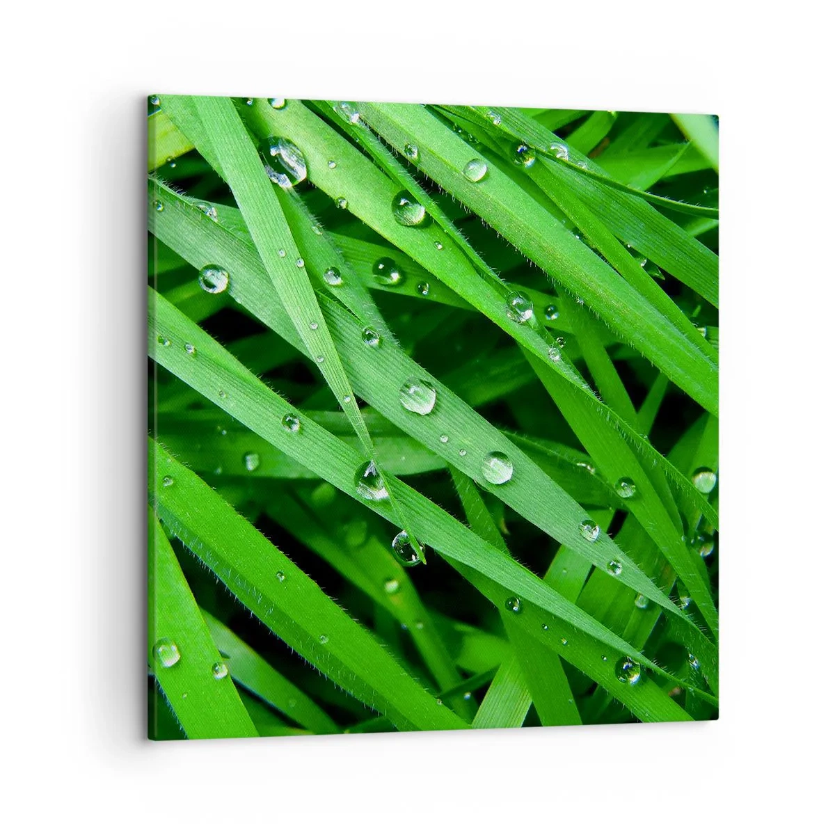 Impression sur toile - Image sur toile - Jouez dans le vert - 50x50 cm