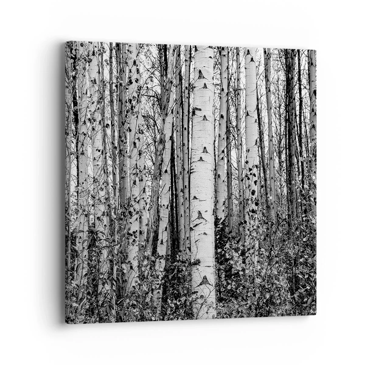Impression sur toile - Image sur toile - Enchevêtrement de bouleau - 40x40 cm