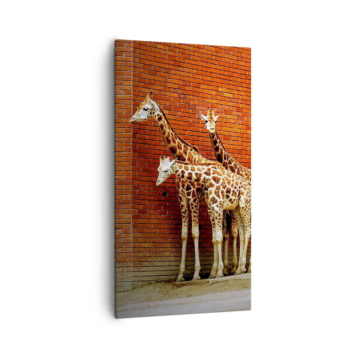 Impression sur toile - Image sur toile - Voyez-vous des acacias ? - 55x100 cm