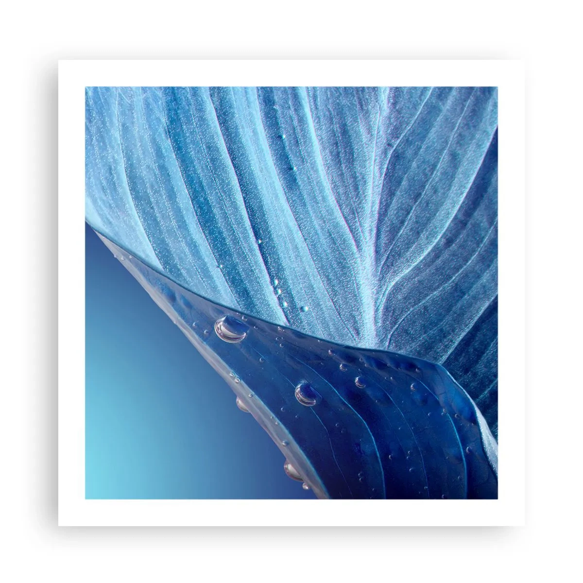 Affiche - Poster - Gouttes cachées du bleu - 60x60 cm