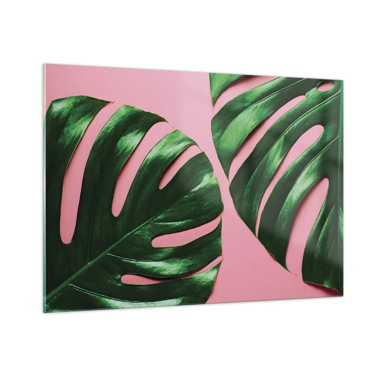 Impression sur verre - Image sur verre - Feuilles de monstera vertes sur fond rose - 100x70cm - Rendez-vous vert - Décoration murale moderne pour le salon et la chambre ARTTOR