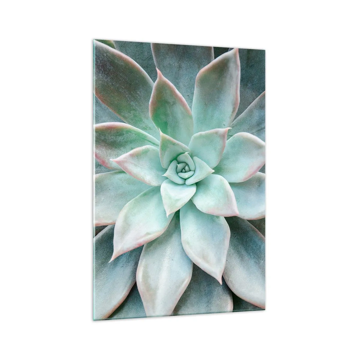 Impression sur verre - Image sur verre - Gros plan d'une succulente verte - 70x100cm - Le coeur du désert - Décoration murale moderne pour le salon et la chambre ARTTOR