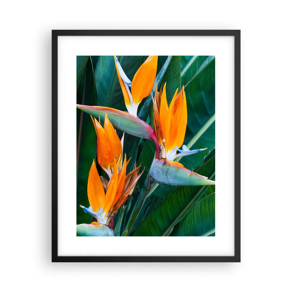 Affiche dans un cadre noir - Poster - Est-ce une fleur, est-ce un oiseaux? - 40x50 cm