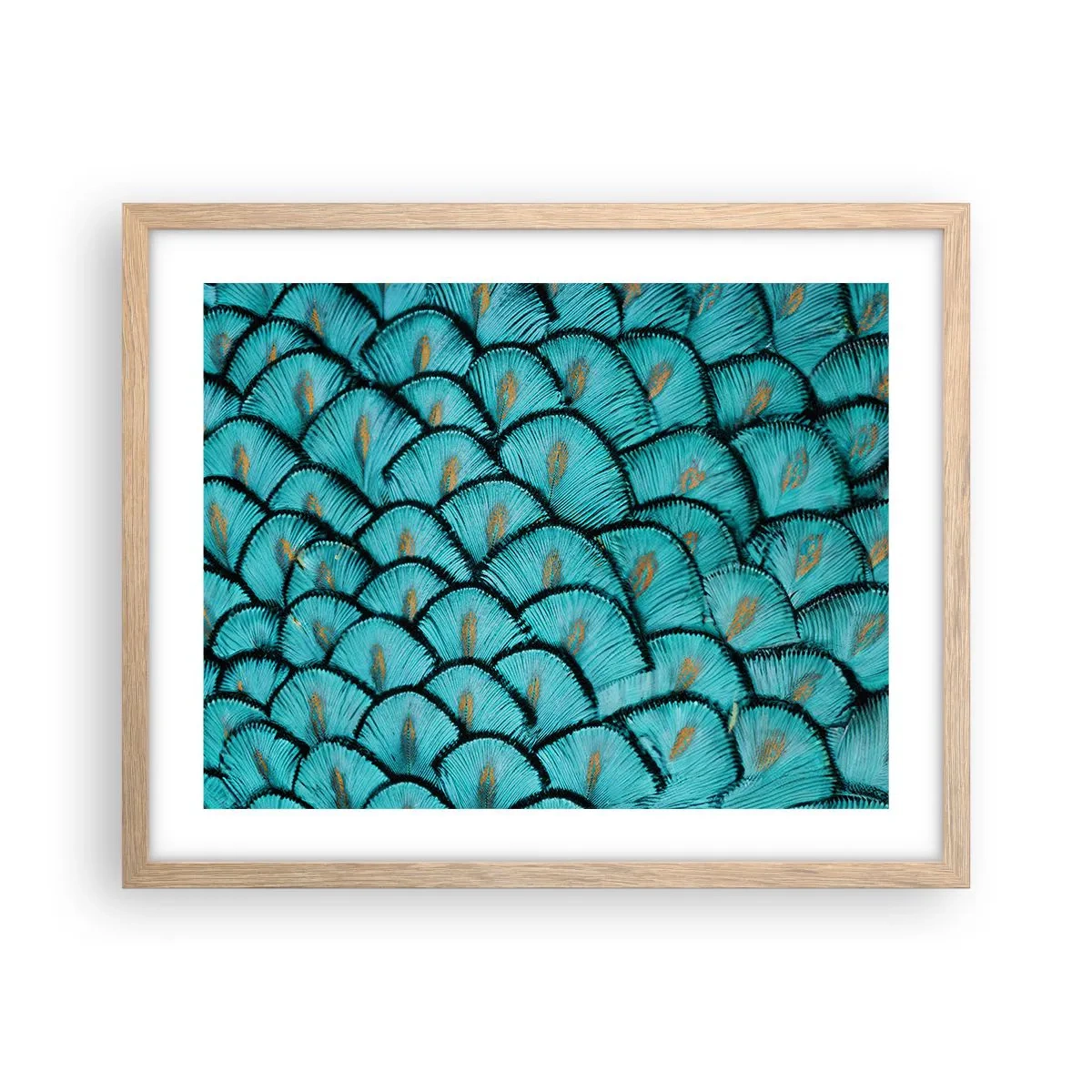 Affiche dans un chêne clair - Poster - Le grand gala des plumes - 50x40 cm