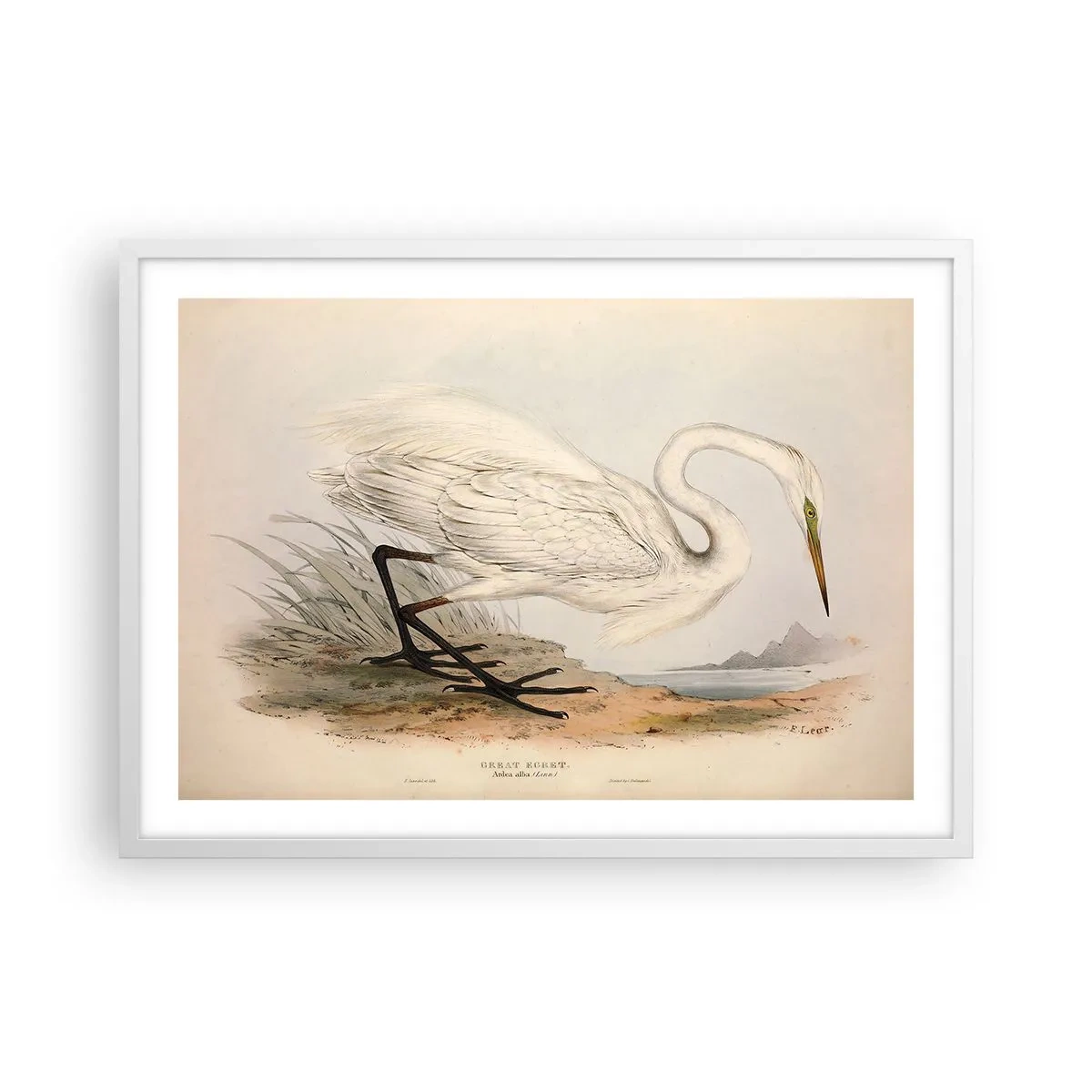 Affiche dans un cadre blanc - Poster - Dame sur les joncs - 70x50 cm