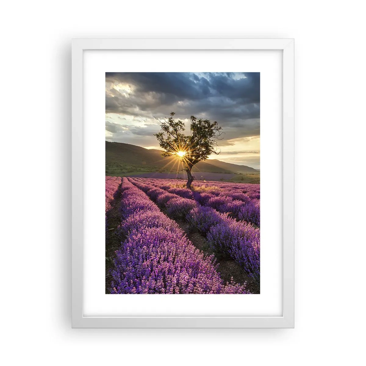 Affiche dans un cadre blanc - Poster - Arôme de couleur lilas - 30x40 cm