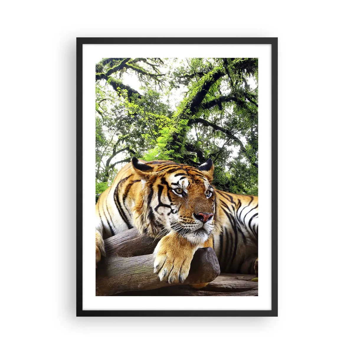 Affiche dans un cadre noir - Poster - Un tigre se reposant parmi les arbres verts - 50x70cm - Cordialement - Décoration murale moderne pour le salon et la chambre ARTTOR