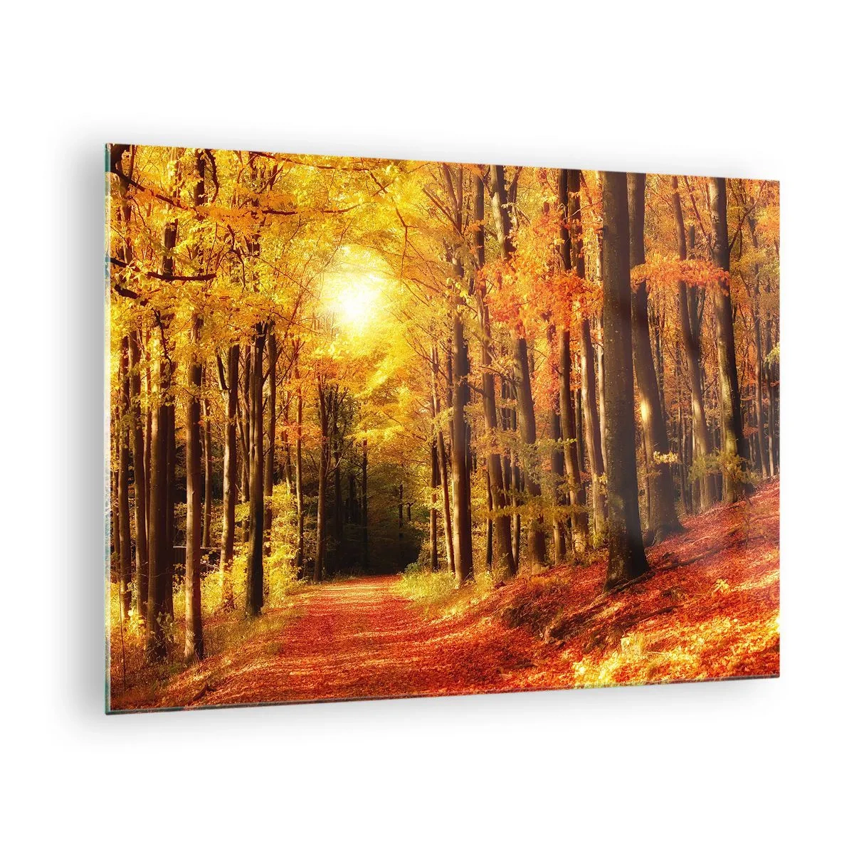 Impression sur verre - Image sur verre - Forêt d'automne baignée de soleil doré - 70x50cm - Automne doré sur une route forestière - Décoration murale moderne pour le salon et la chambre ARTTOR