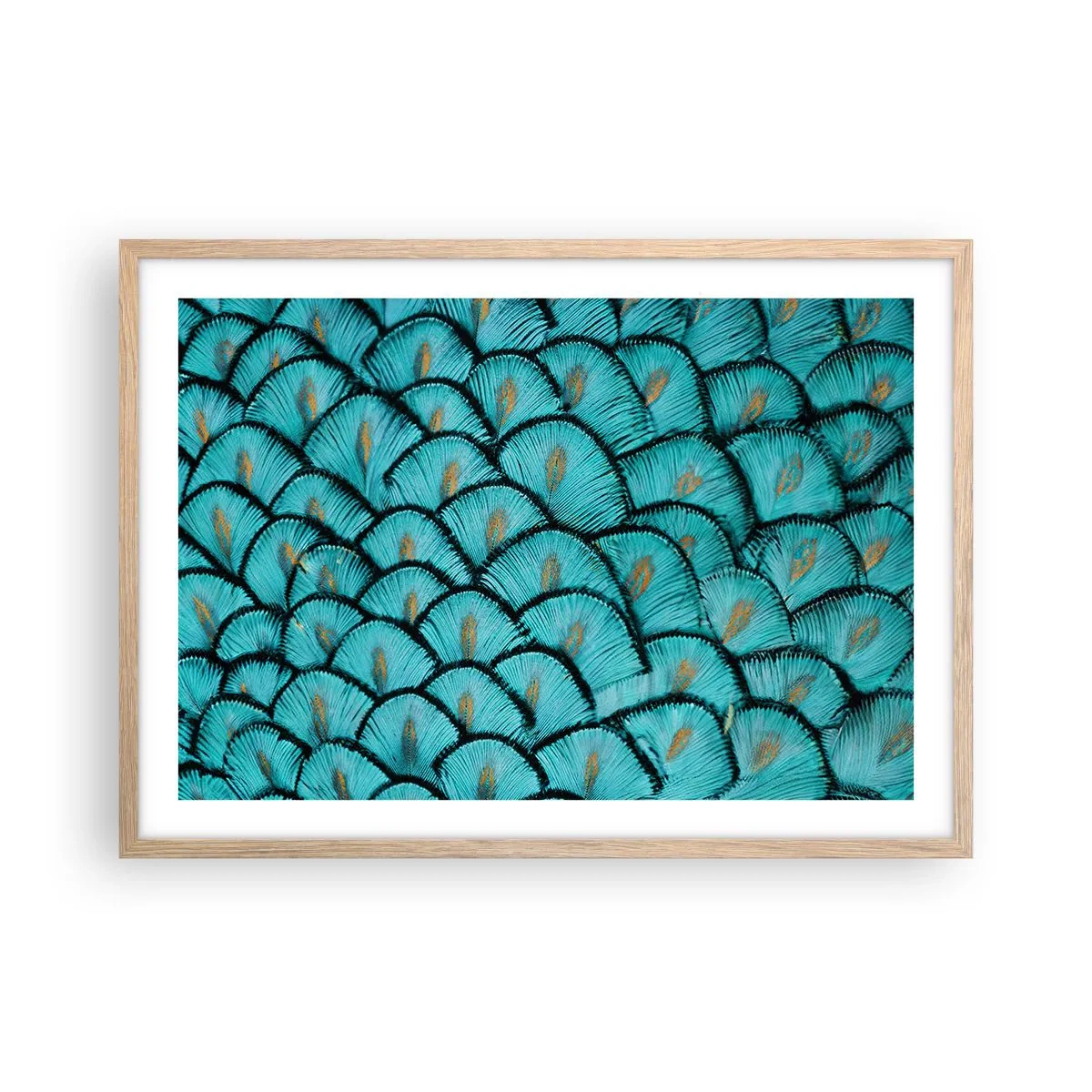 Affiche dans un chêne clair - Poster - Le grand gala des plumes - 70x50 cm