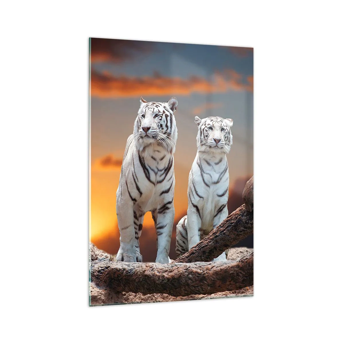 Impression sur verre - Image sur verre - Tigres blancs au soleil couchant sur fond de nature - 70x100cm - Tout comme à Narnia - Décoration murale moderne pour le salon et la chambre ARTTOR