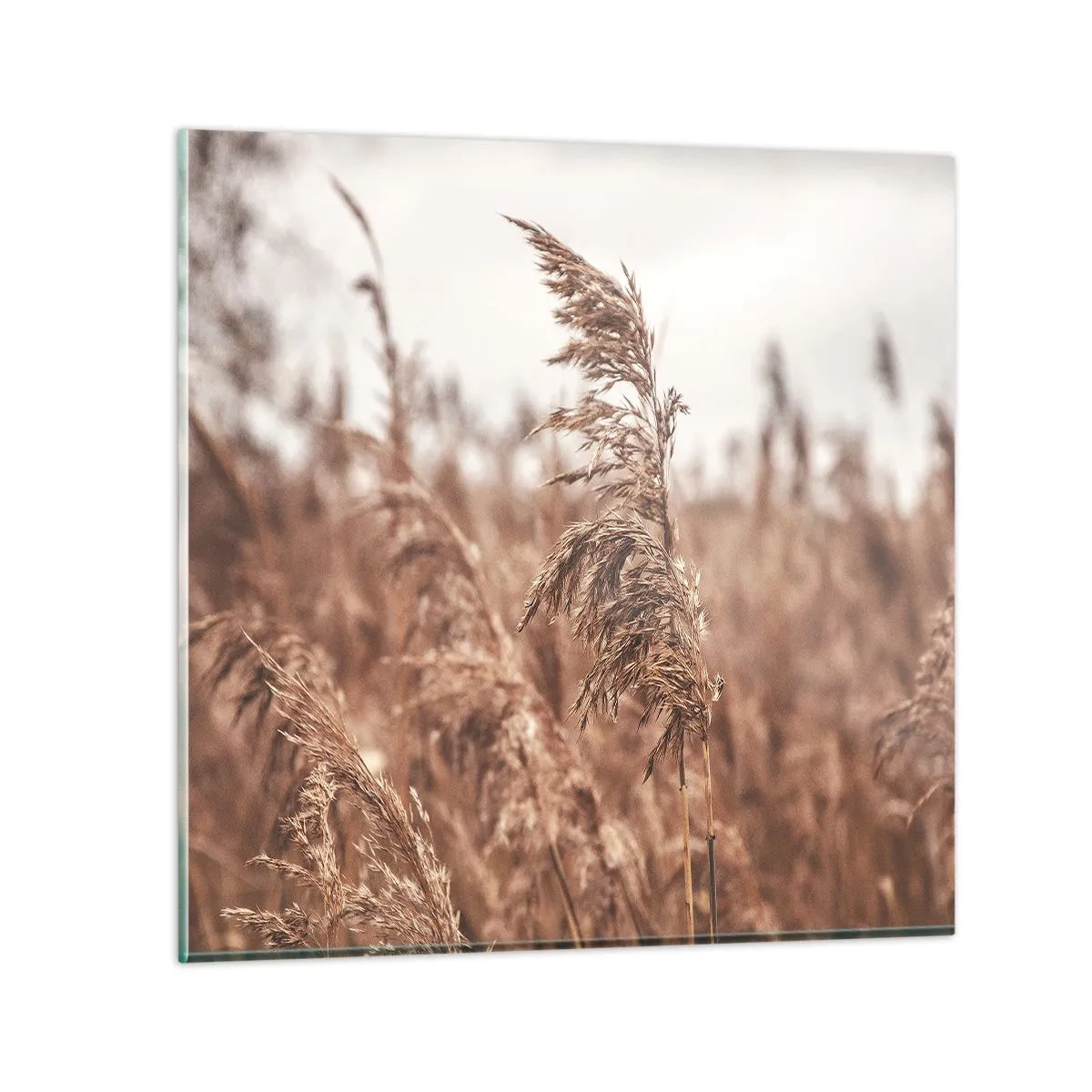 Impression sur verre - Image sur verre - C'est déjà l'automne dans les champs - 30x30 cm