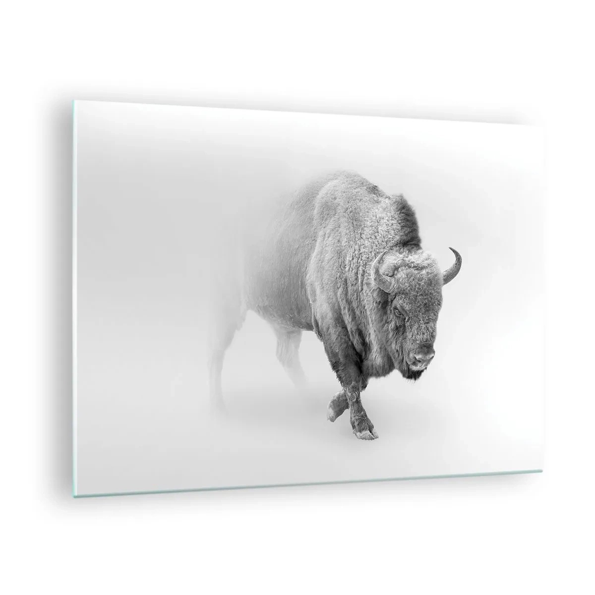 Impression sur verre - Image sur verre - Illustration en noir et blanc d'un bison majestueux - 70x50cm - Roi de la prairie - Décoration murale moderne pour le salon et la chambre ARTTOR