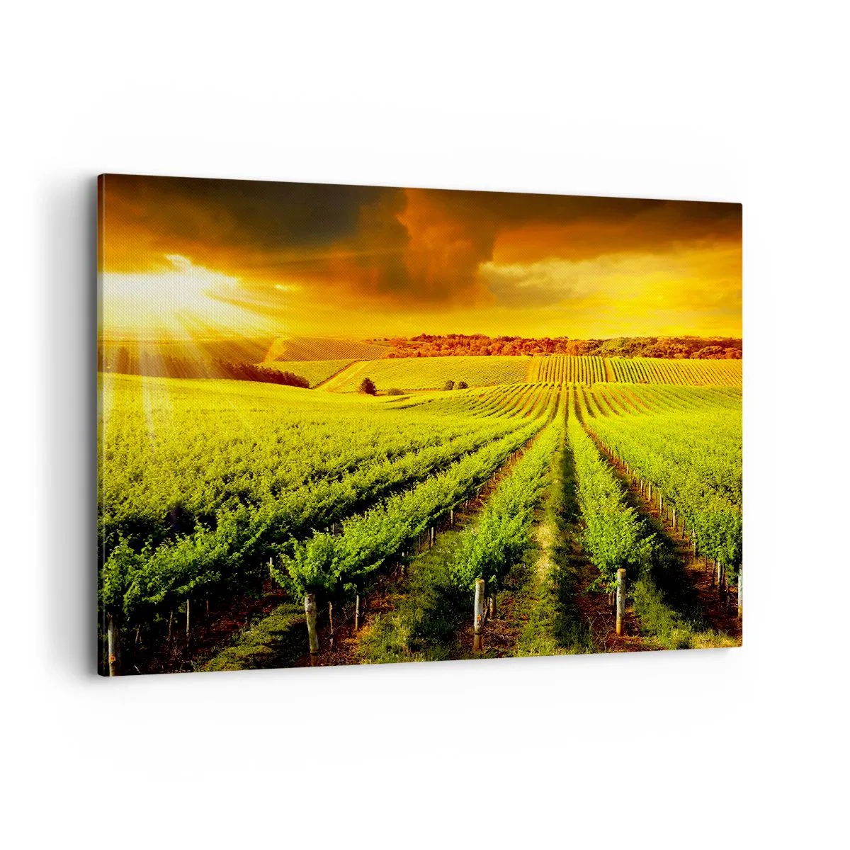 Impression sur toile - Image sur toile - Des vignes dorées illuminées par les rayons du soleil - 120x80cm - Sous le soleil australien - Décoration murale moderne pour le salon et la chambre ARTTOR