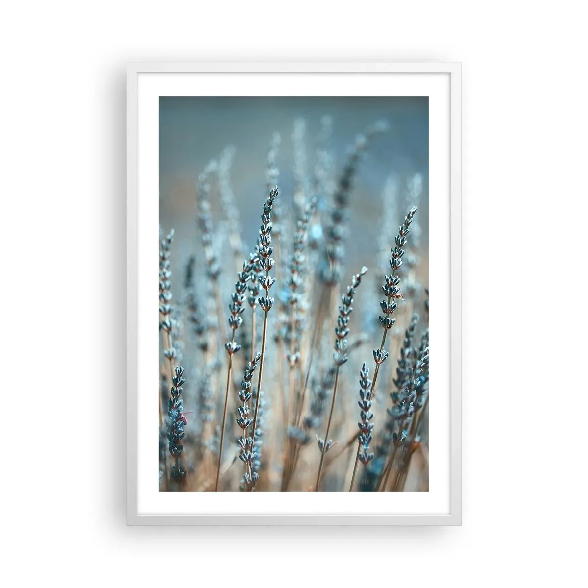 Affiche dans un cadre blanc - Poster - Tige odorante - 50x70 cm