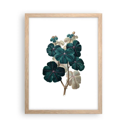 Affiche dans un chêne clair - Poster - De l'ancien herbier - 30x40 cm