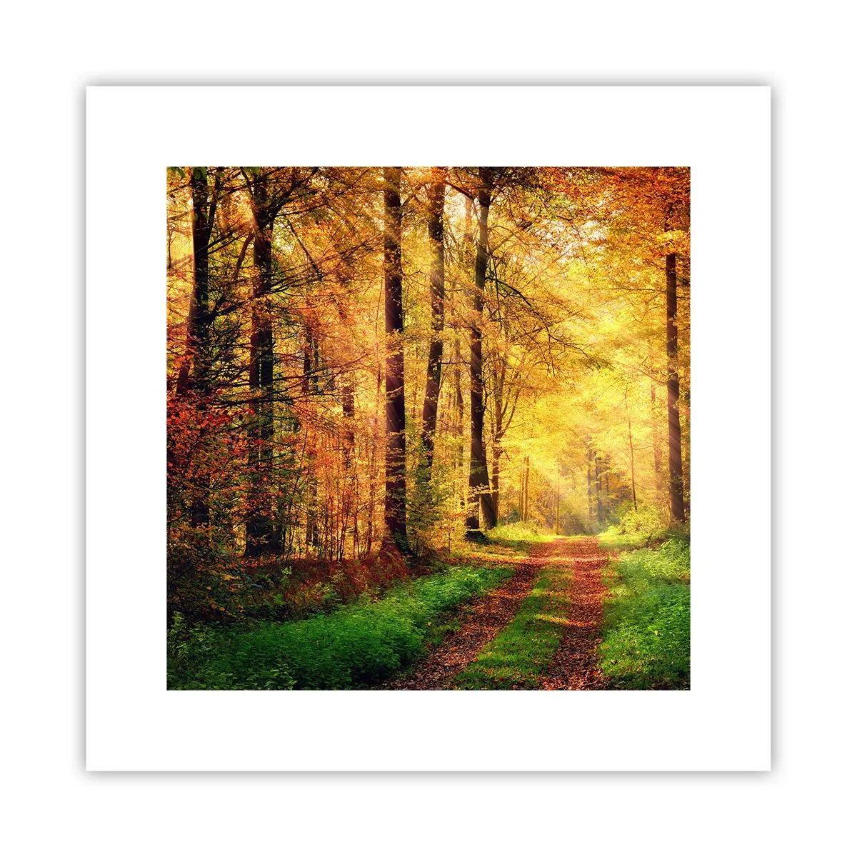 Affiche - Poster - Silence d'or en forêt - 30x30 cm