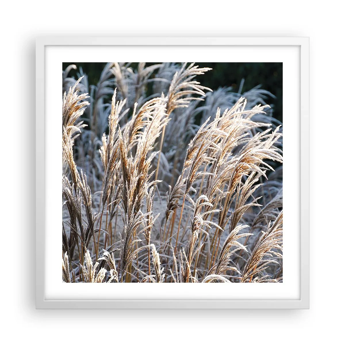 Affiche dans un cadre blanc - Poster - Habillé de givre - 50x50 cm