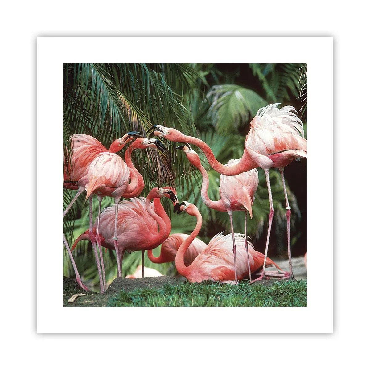 Affiche - Poster - Potins d'après-midi - 40x40 cm