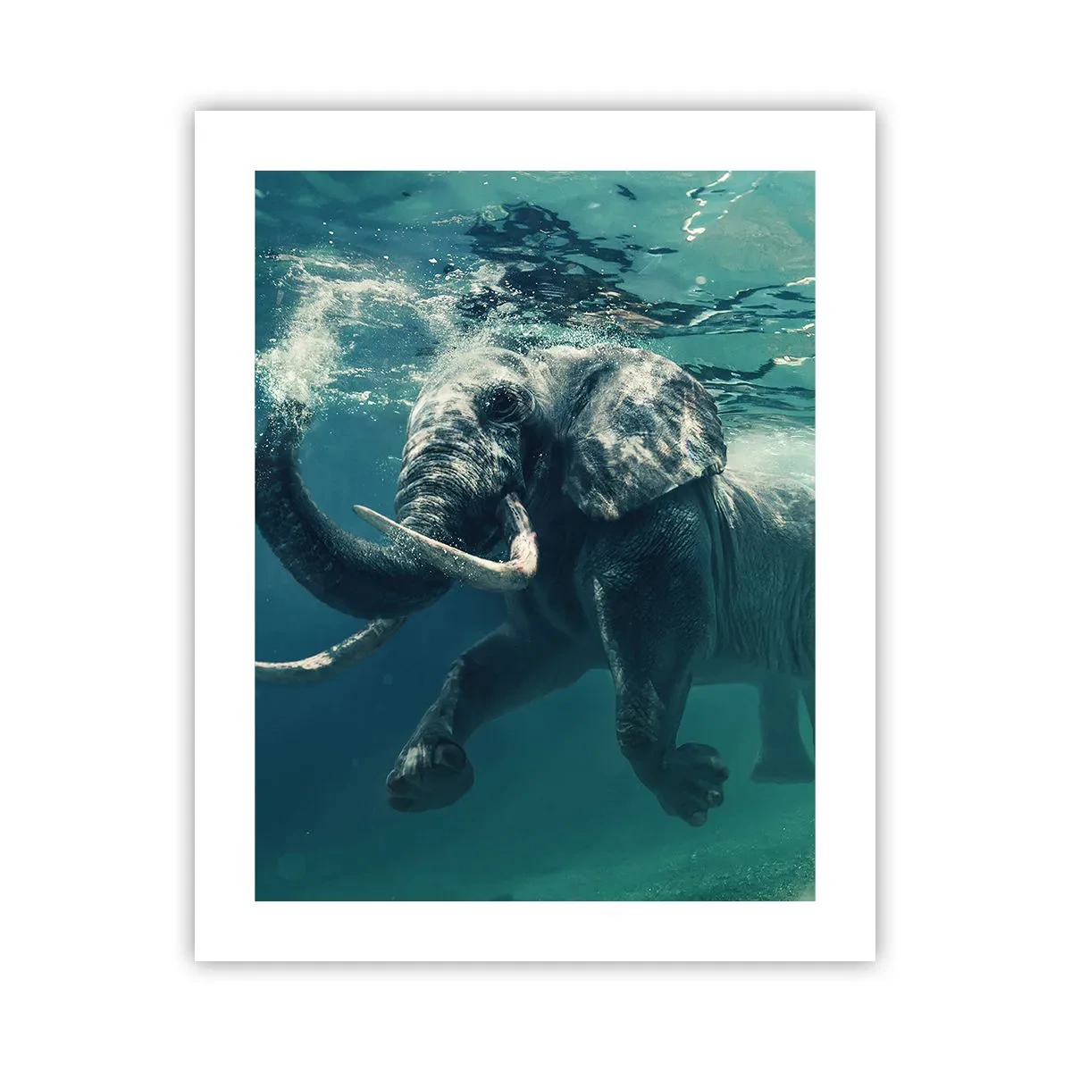 Affiche - Poster - Tout le monde aime nager - 40x50 cm