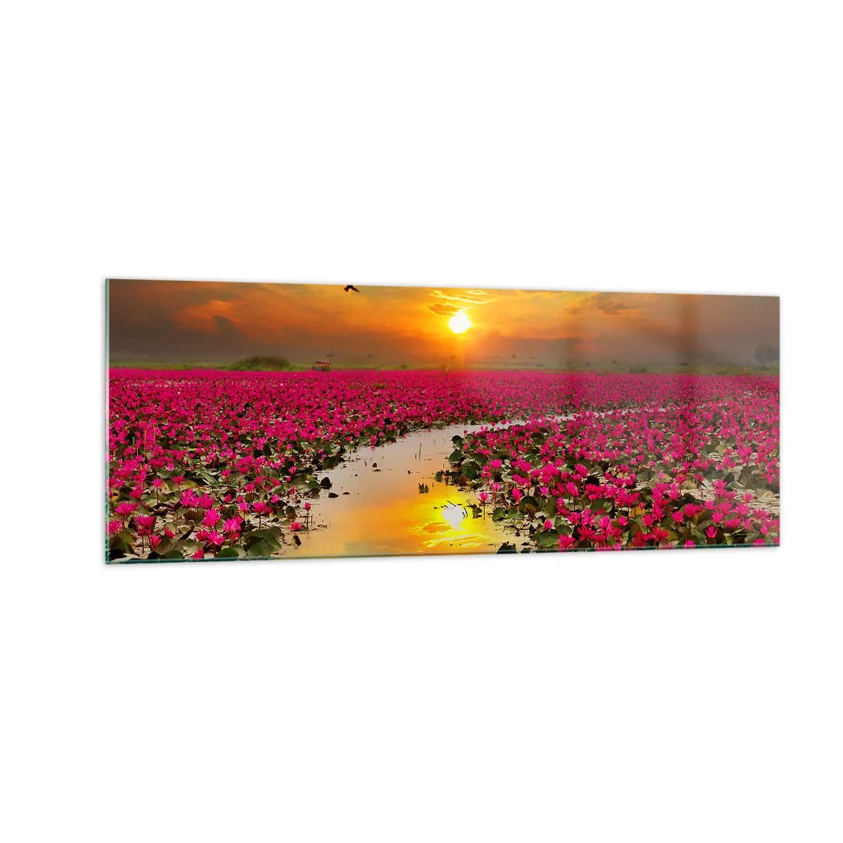 Impression sur verre - Image sur verre - Un champ de nénuphars roses au coucher du soleil - 140x50cm - La vie secrète du lac - Décoration murale moderne pour le salon et la chambre ARTTOR