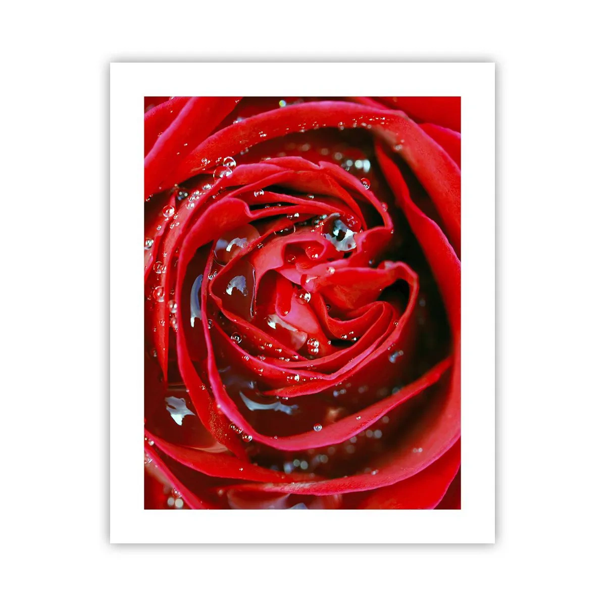 Affiche - Poster - Dans les gouttes de rosée - 40x50 cm