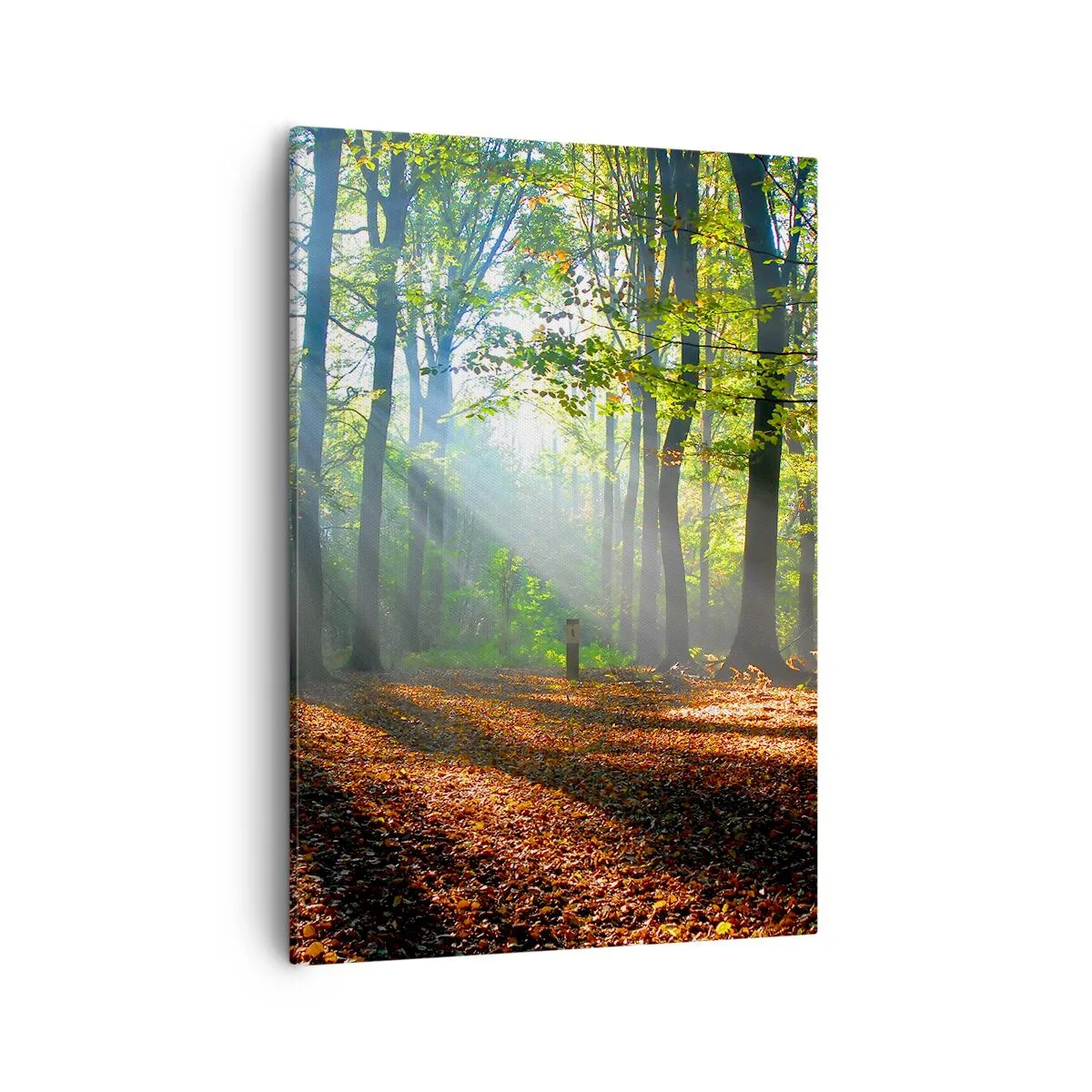 Impression sur toile - Image sur toile - Une clairière forestière illuminée par les rayons du soleil - 50x70cm - Ombres et lumières - Décoration murale moderne pour le salon et la chambre ARTTOR