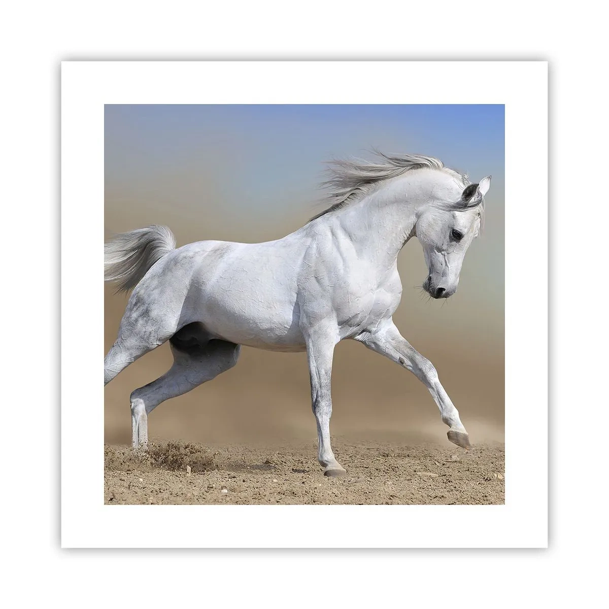 Affiche - Poster - Le plus beau conte de fées arabe - 40x40 cm