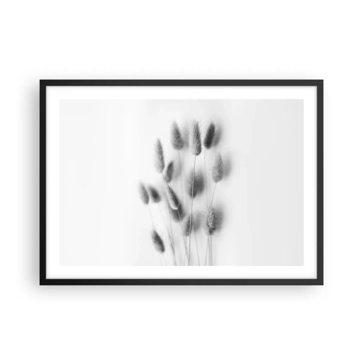 Affiche dans un cadre noir - Poster - Graminées délicates dans des tons de gris sur fond blanc - 70x50cm - Son herbe duveteuse - Décoration murale moderne pour le salon et la chambre ARTTOR