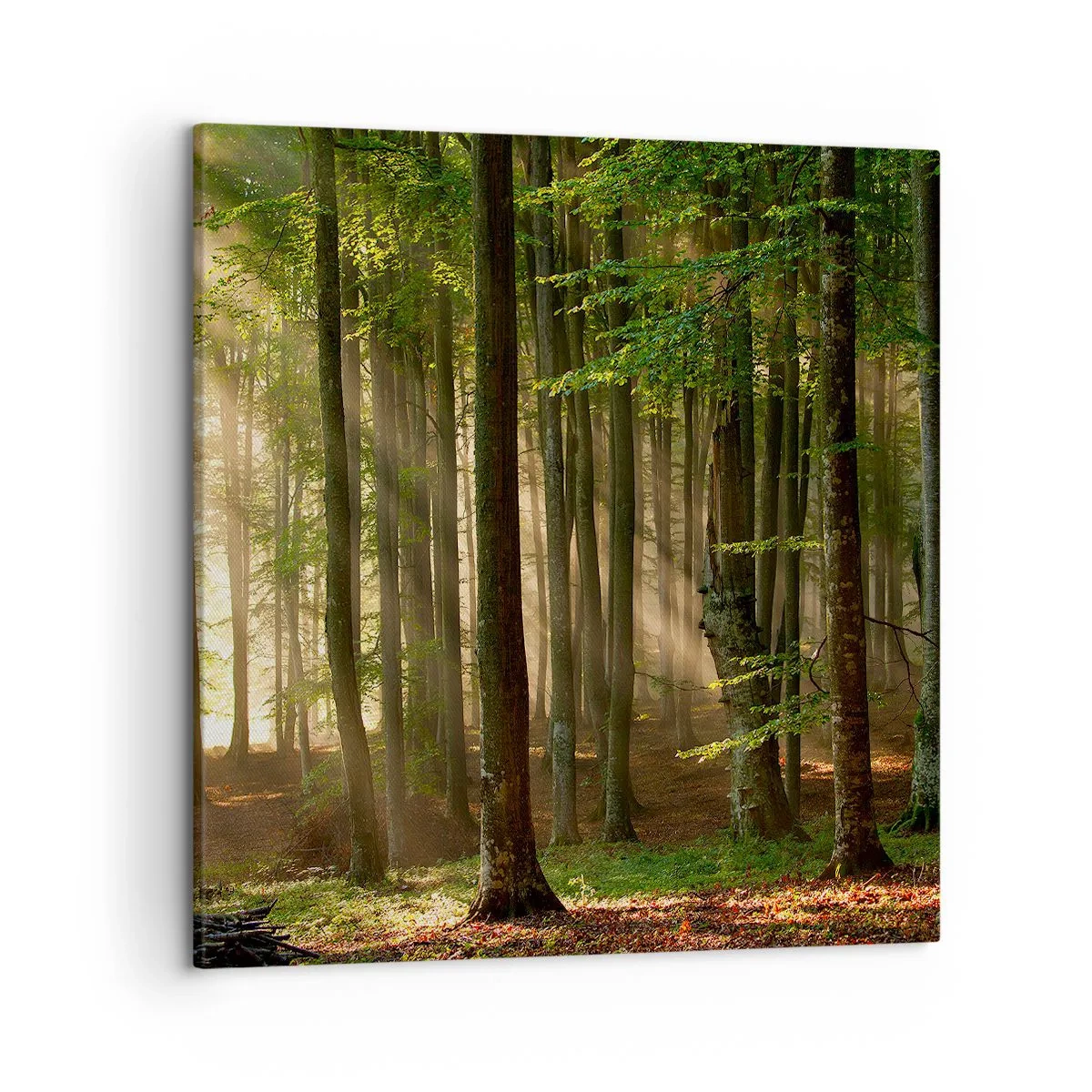 Impression sur toile - Image sur toile - Rayon d'un matin de printemps - 50x50 cm