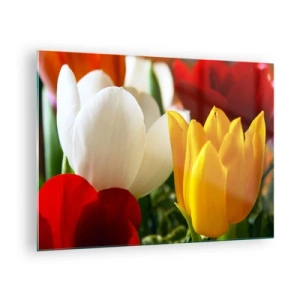 Impression sur verre - Image sur verre - Gros plan de tulipes colorées - 70x50cm - La fièvre des tulipes - Décoration murale moderne pour le salon et la chambre ARTTOR