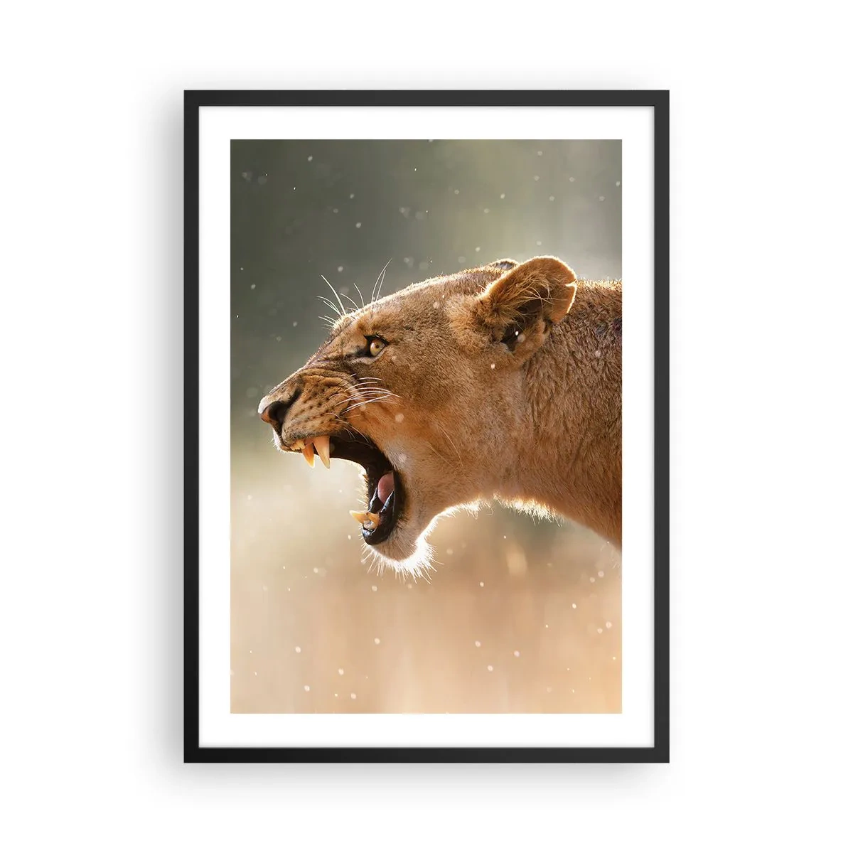 Affiche dans un cadre noir - Poster - Gros plan d'une lionne furieuse en plein mouvement - 50x70cm - Essayez  de ne pas écouter - Décoration murale moderne pour le salon et la chambre ARTTOR