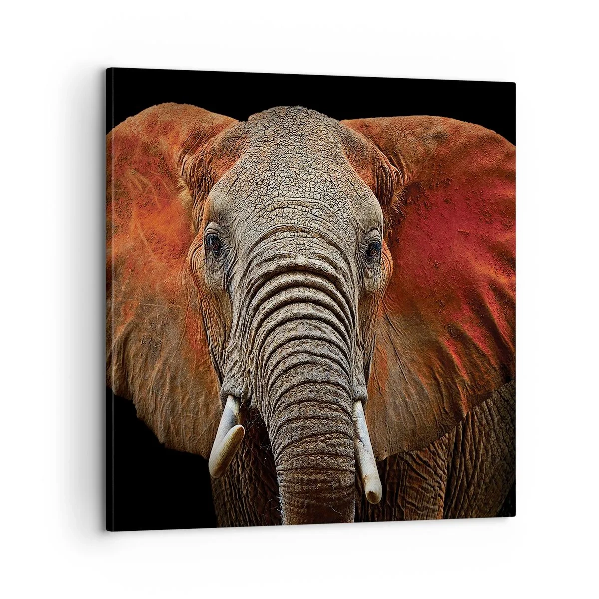 Impression sur toile - Image sur toile - Je suis sauvage, et toi? - 60x60 cm