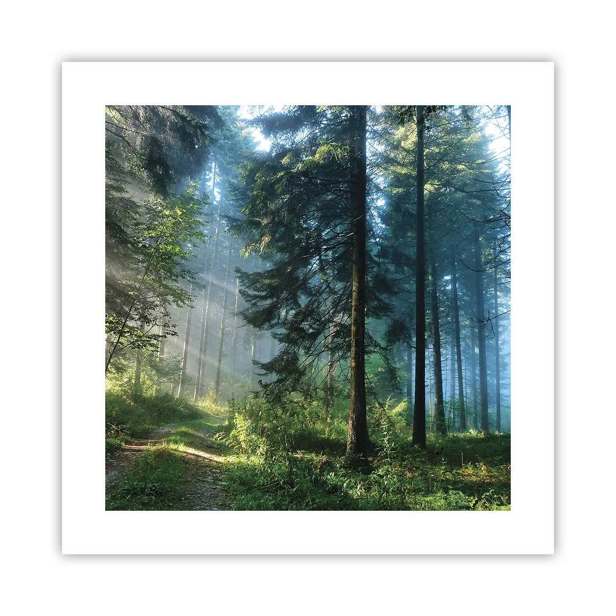 Affiche - Poster - Rayonnant le matin - 40x40 cm