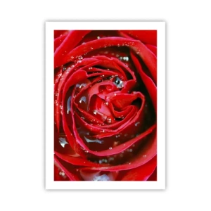 Affiche - Poster - Gros plan d'une rose rouge avec des gouttes d'eau - 50x70cm - Dans les gouttes de rosée - Décoration murale moderne pour le salon et la chambre ARTTOR
