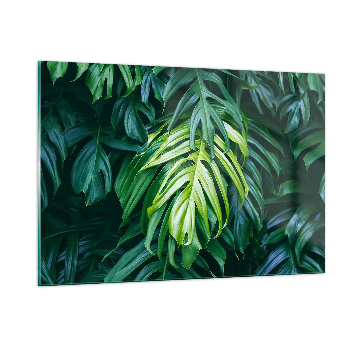 Impression sur verre - Image sur verre - Feuilles de monstera vertes luxuriantes à la lumière naturelle - 120x80cm - Immergez-vous dans la fraîcheur - Décoration murale moderne pour le salon et la chambre ARTTOR
