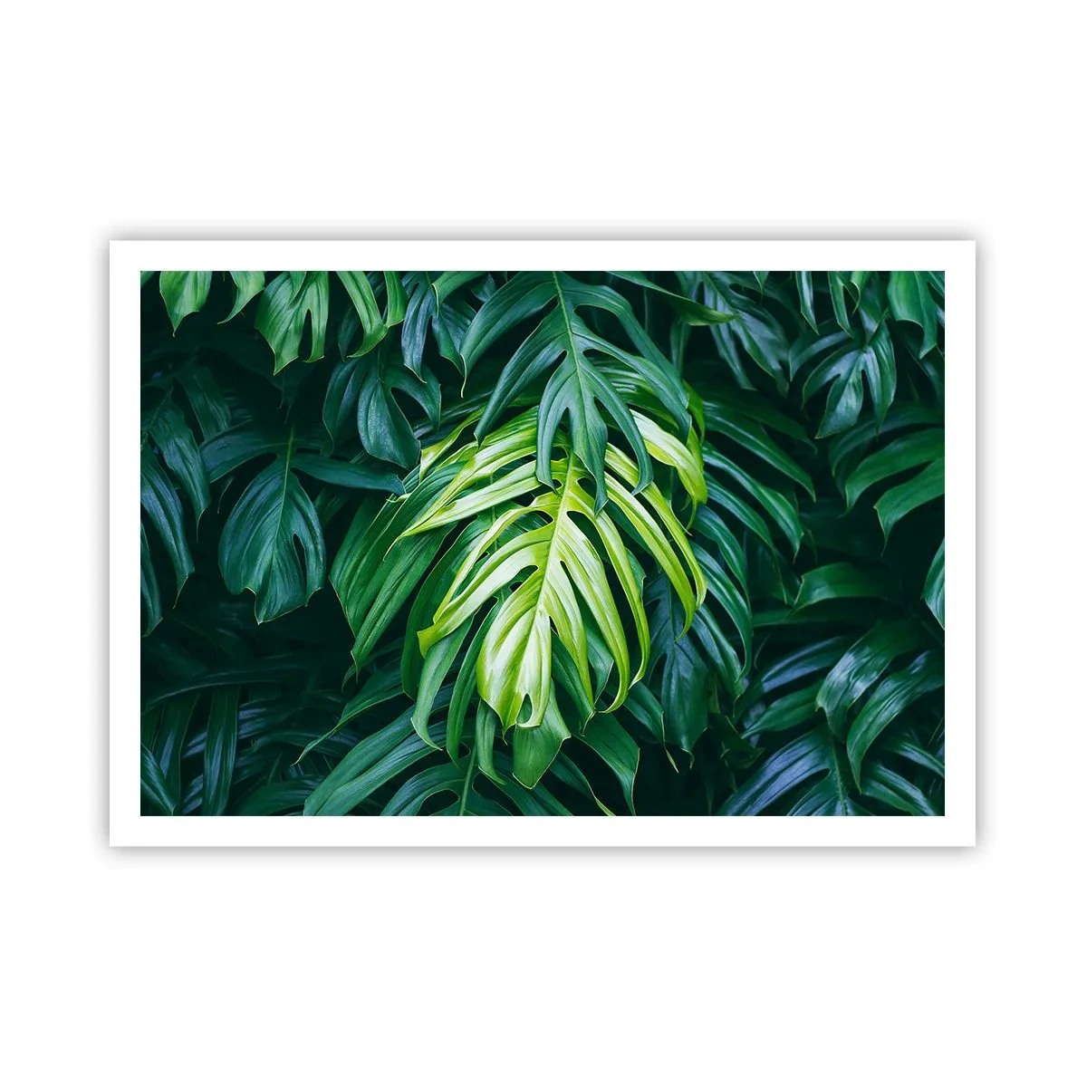 Affiche - Poster - Feuilles vertes dans un arrangement tropical dense - 100x70cm - Immergez-vous dans la fraîcheur - Décoration murale moderne pour le salon et la chambre ARTTOR