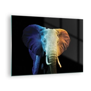 Impression sur verre - Image sur verre - Portrait coloré d'un éléphant sur fond noir - 70x50cm - Excentrique, pas bizarre - Décoration murale moderne pour le salon et la chambre ARTTOR