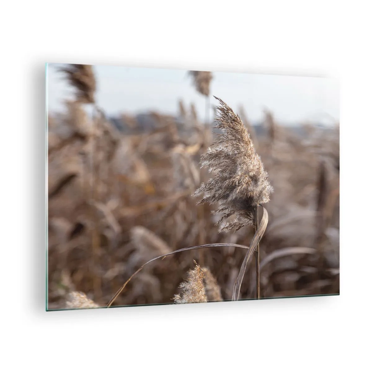 Impression sur verre - Image sur verre - Gros plan sur l'herbe sèche se balançant dans le vent - 70x50cm - Il est temps de s'envoler avec le vent - Décoration murale moderne pour le salon et la chambre ARTTOR