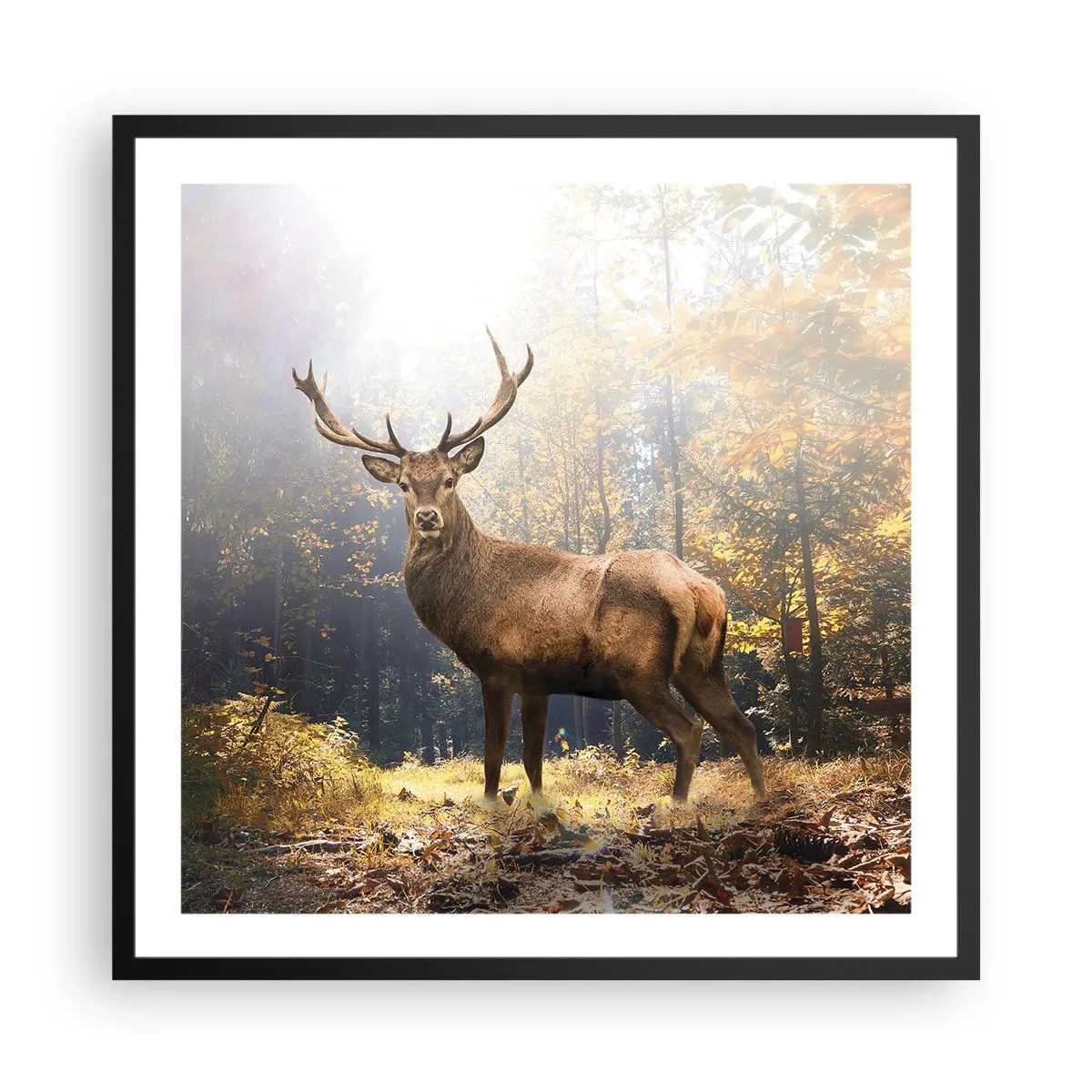 Affiche dans un cadre noir - Poster - Toute sa majesté - 60x60 cm