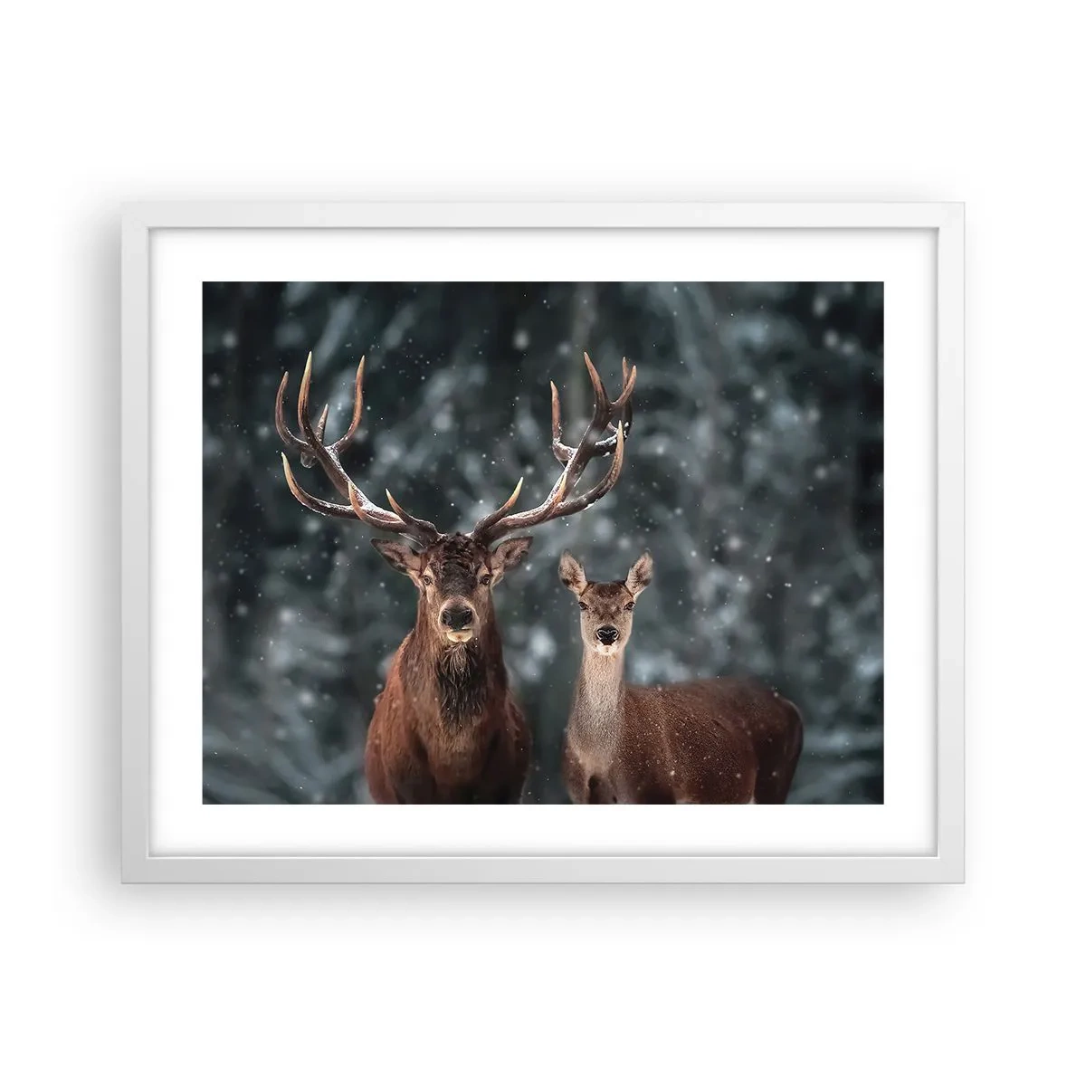 Affiche dans un cadre blanc - Poster - Le roi de la forêt avec sa femme - 50x40 cm