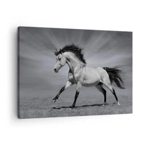 Impression sur toile - Image sur toile - Un cheval noir et blanc dans une pose dynamique dans le désert. - 70x50cm - Né pour séduire - Décoration murale moderne pour le salon et la chambre ARTTOR