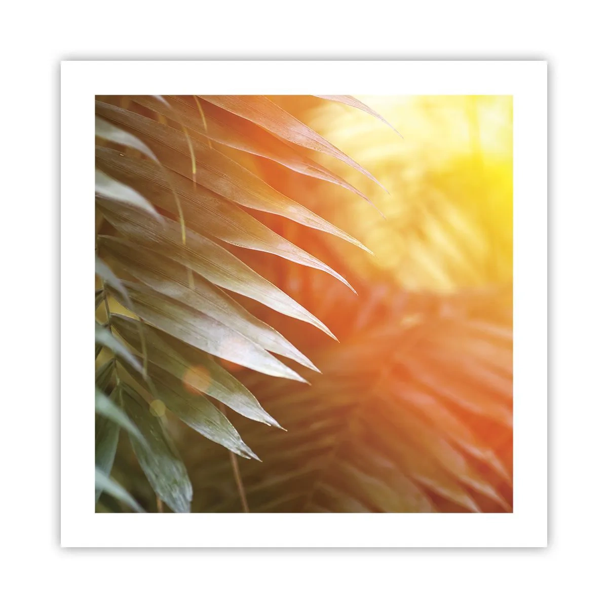 Affiche - Poster - Matinée dans la jungle - 50x50 cm