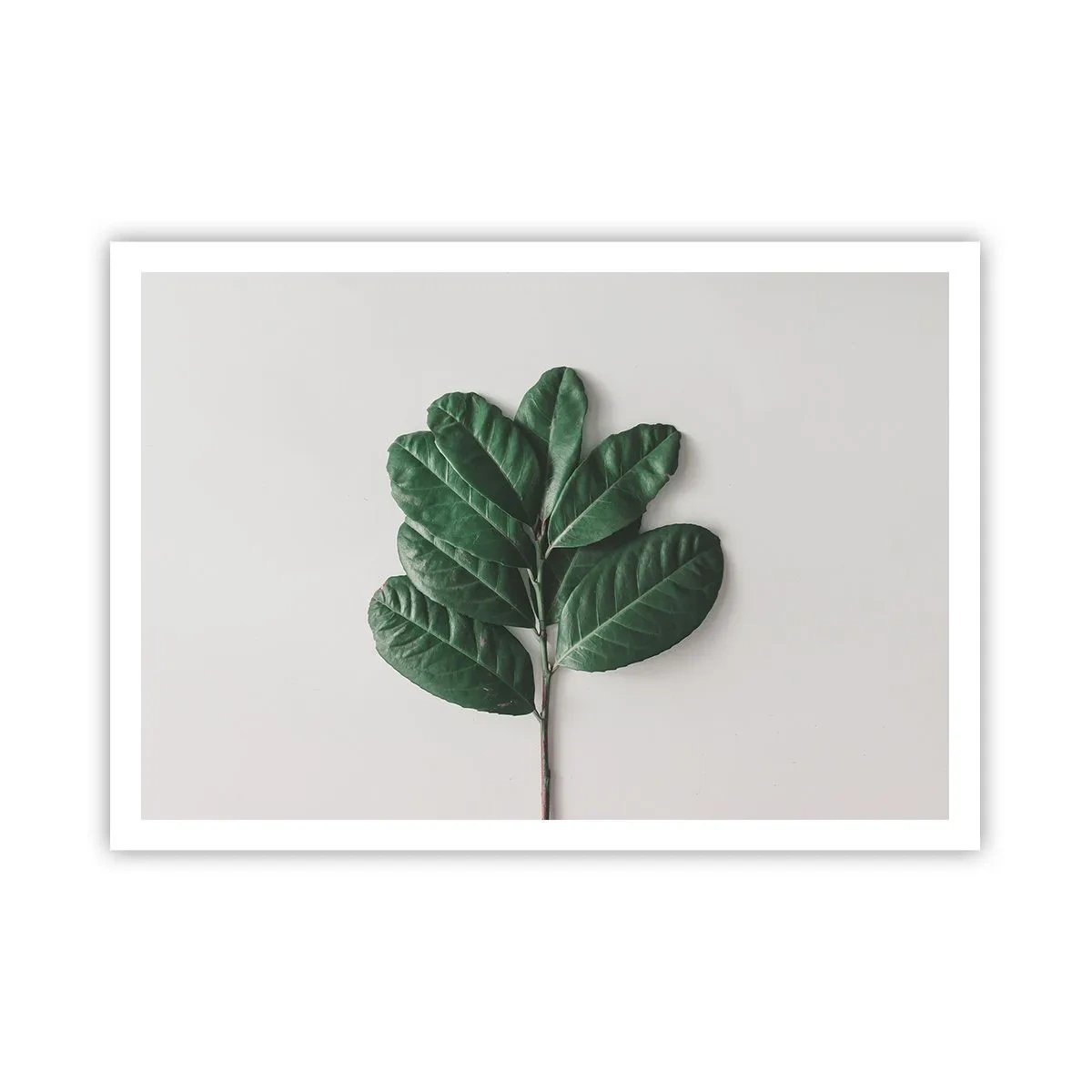 Affiche - Poster - Un brin de feuilles vertes sur un fond clair - 100x70cm - Dessin de la nature elle-même - Décoration murale moderne pour le salon et la chambre ARTTOR