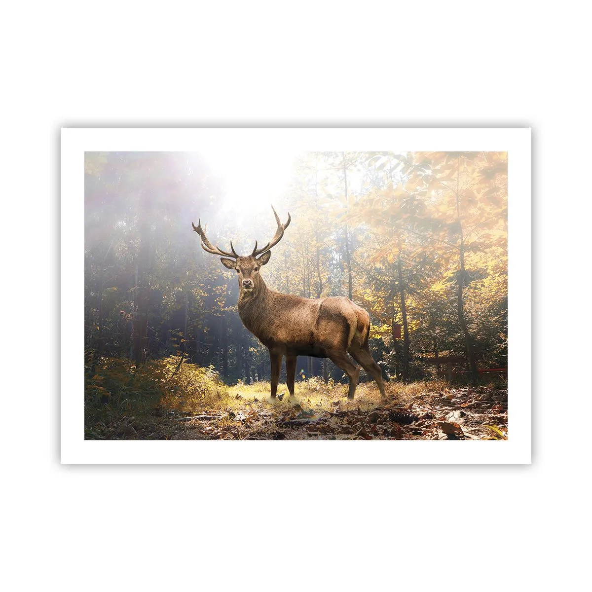 Affiche - Poster - Toute sa majesté - 70x50 cm