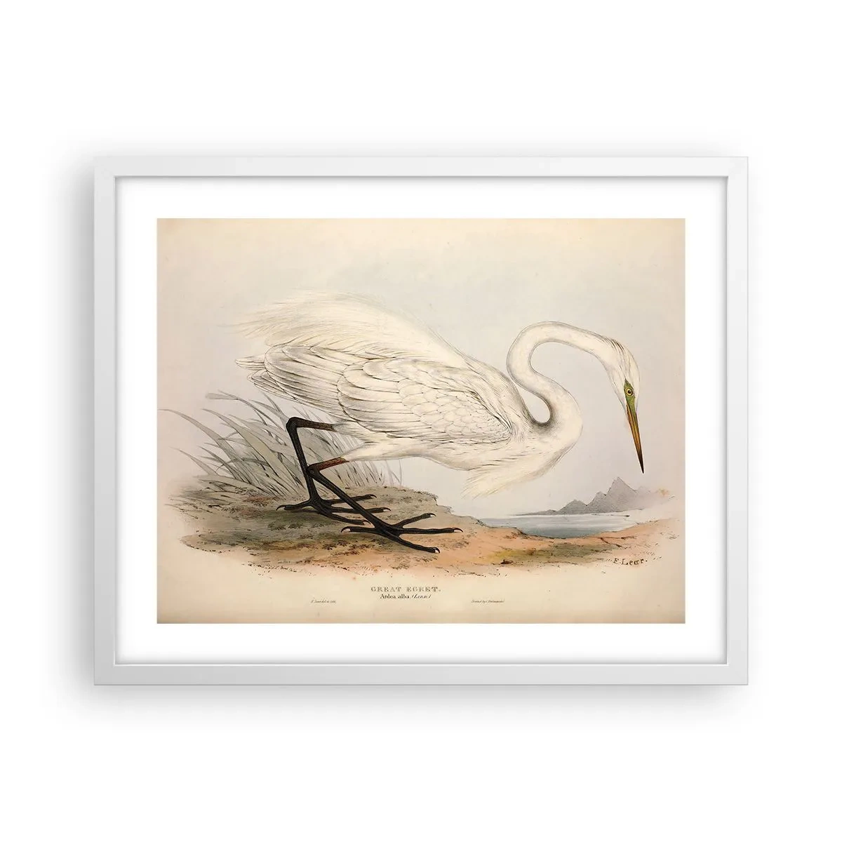 Affiche dans un cadre blanc - Poster - Dame sur les joncs - 50x40 cm