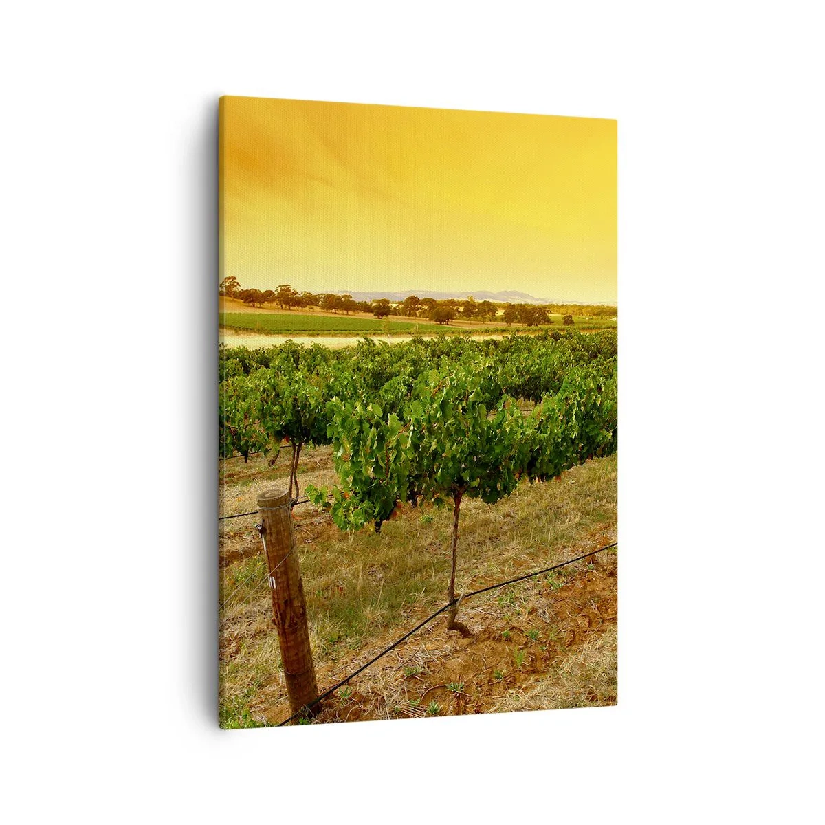 Impression sur toile - Image sur toile - Vignes dans une plantation au coucher du soleil doré - 50x70cm - S'abreuver du soleil - Décoration murale moderne pour le salon et la chambre ARTTOR